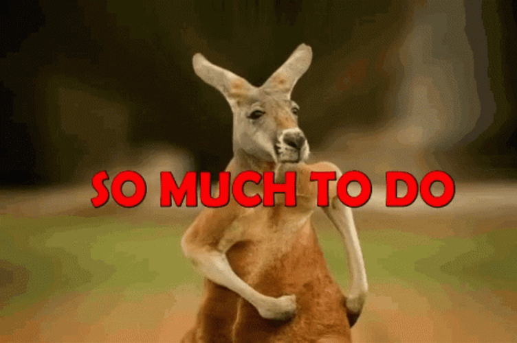 Funny Kangaroo So Much Run GIF