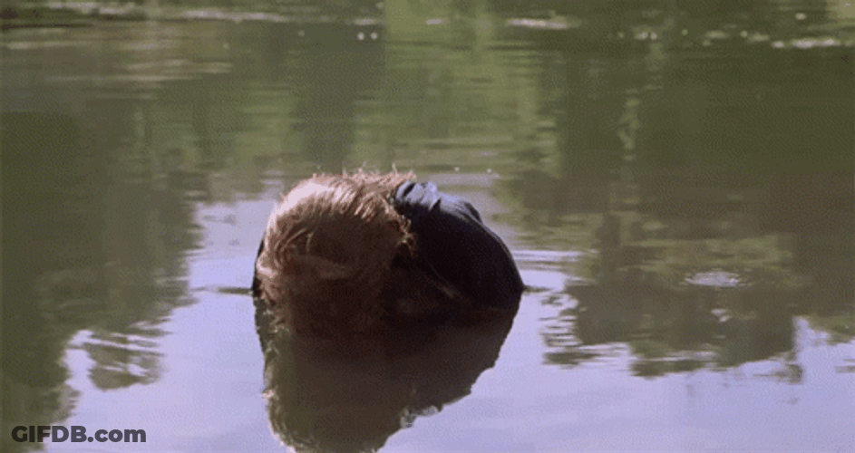 Funny Kid Hunting For Duck GIF