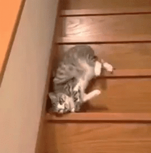 Funny Kitten Moving Down The Stair GIF