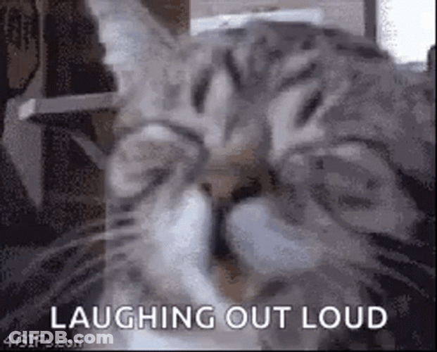 Funny Laughing Cute Cat Meme GIF