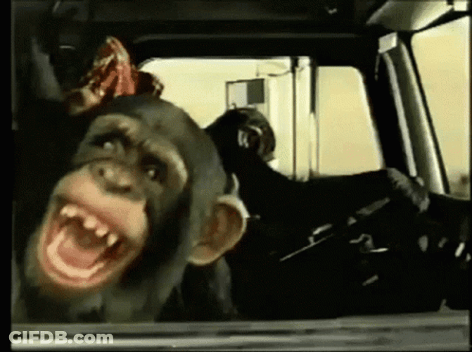 Funny Laughing Monkey Driving Car GIF