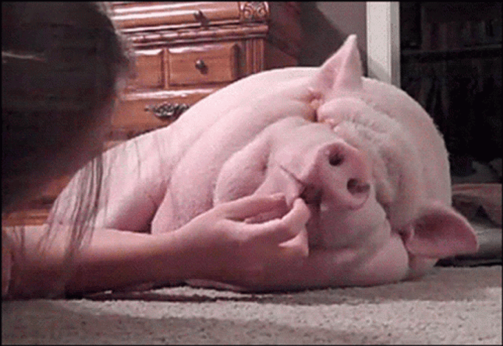 Funny Lazy Pig Animal GIF