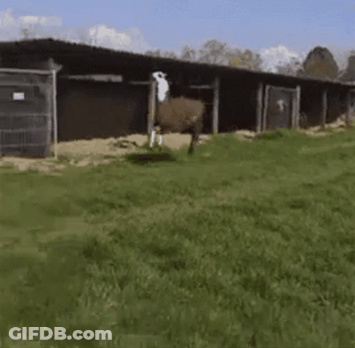 Funny Llama Running Skipping GIF