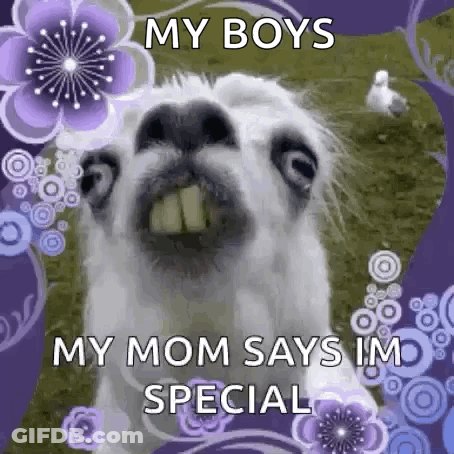 Funny Llama Saying My Boys My Mom Says I'm Special GIF