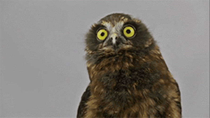 Funny Looking Owl GIF