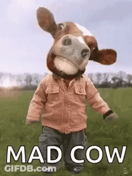 Funny Mad Cow GIF