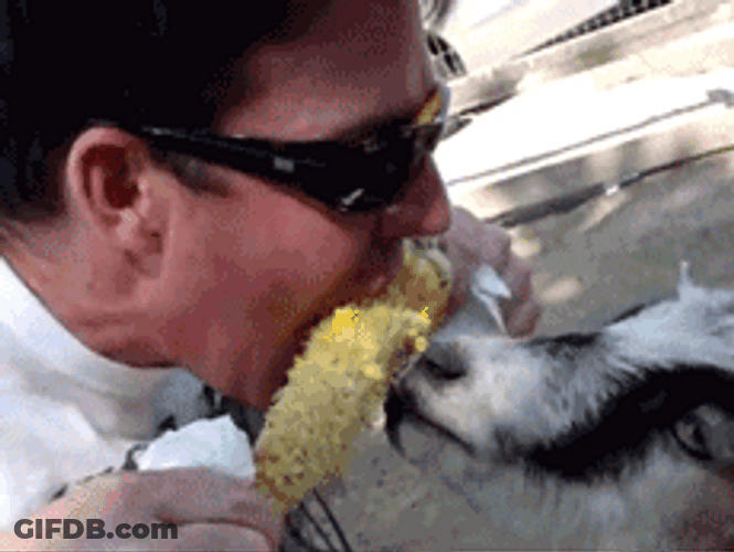 Funny Man And Goat Sharing Corn GIF