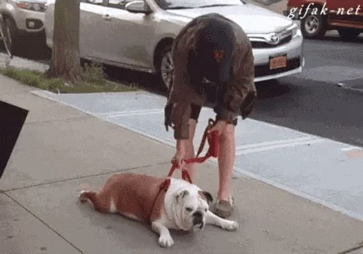 Funny Man Moving Bulldog GIF