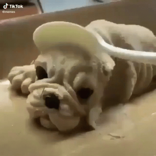 Funny Meme Dog Cake Shook GIF