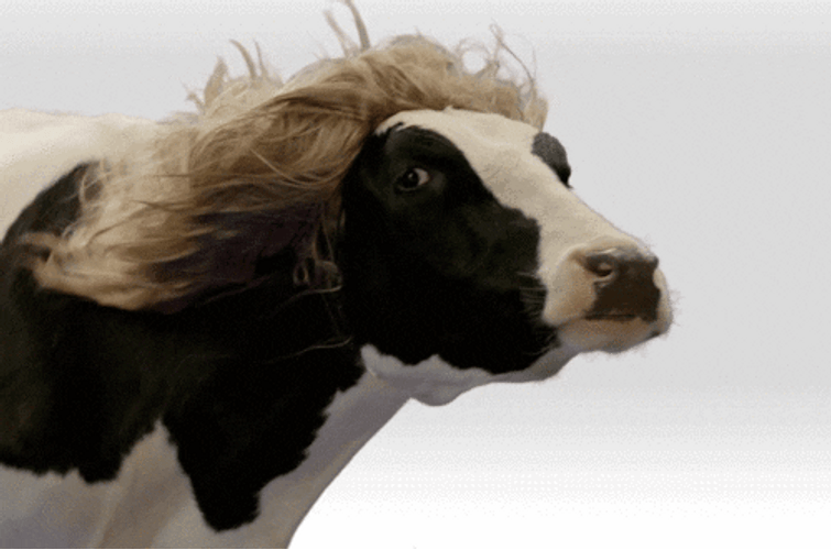 Funny Memes Animal Dairy Cattle GIF