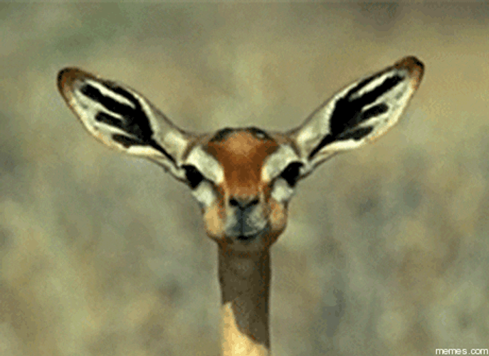 Funny Memes Animal Gerenuk Chewing GIF