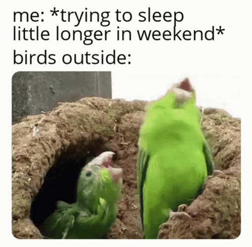 Funny Memes Birds Weekend Sleep GIF