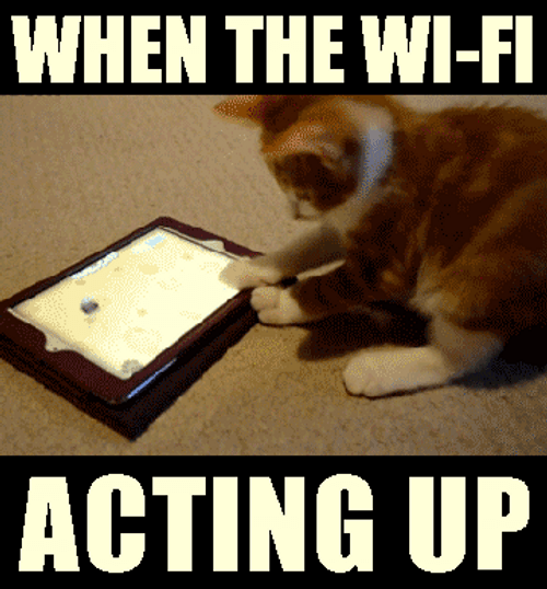 Funny Memes Cat WiFi GIF