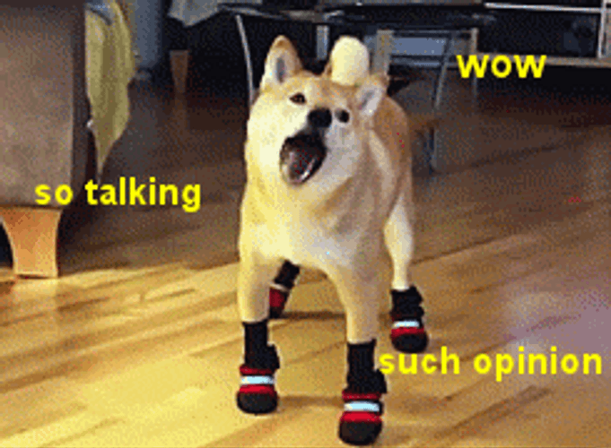 Funny Memes Dog Wow Opinion GIF