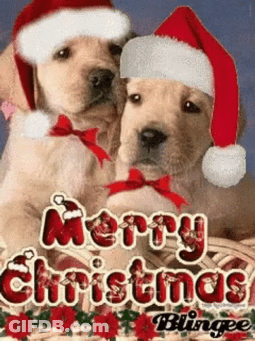 Funny Merry Christmas GIF