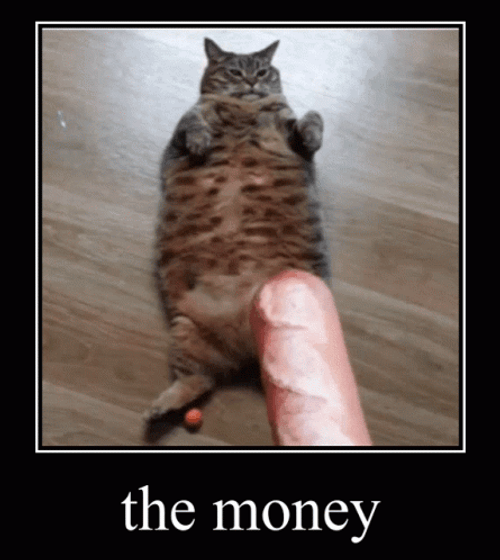 Funny Money Fat Cat GIF