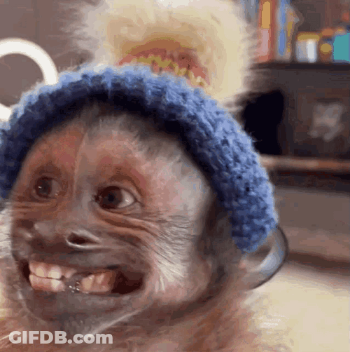 Funny Monkey Awkward Smile GIF