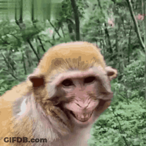Funny Monkey Big Grin GIF