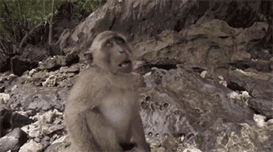 Funny Monkey Checking Out Camera GIF