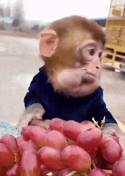Funny Monkey Eating Grapes GIF