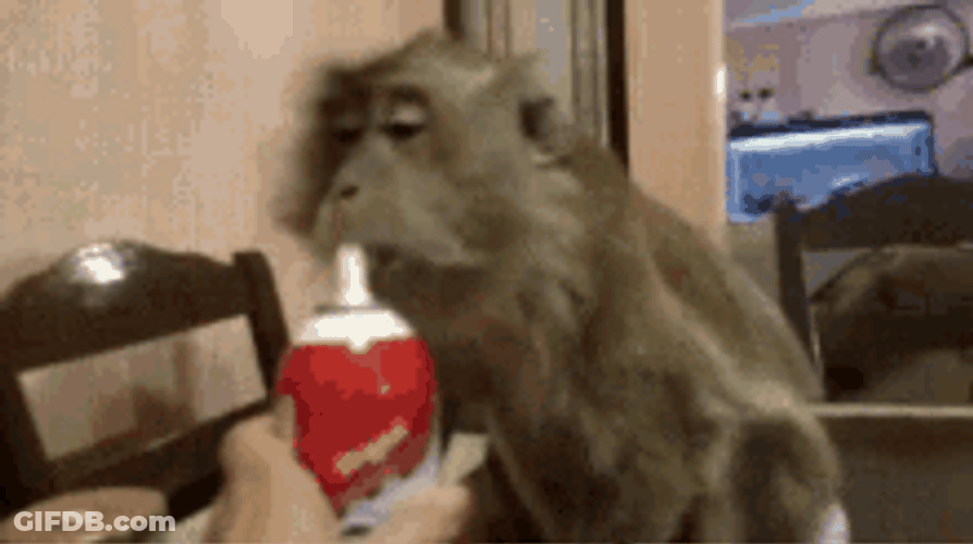 Funny Monkey Enjoying Whipped Cream GIF