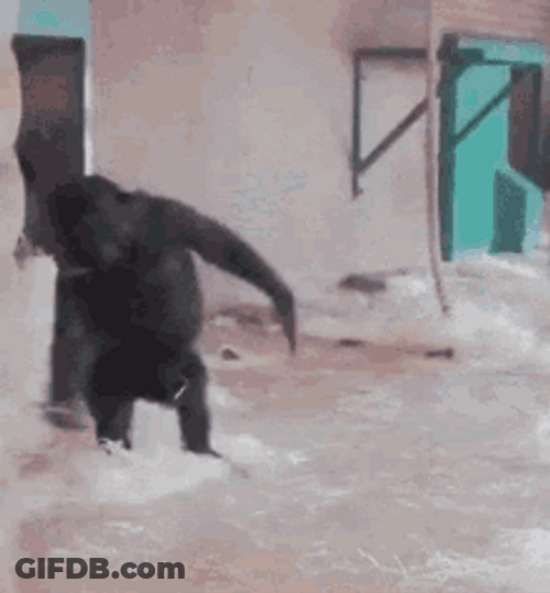 Funny Monkey Having Fun Rolling Over GIF