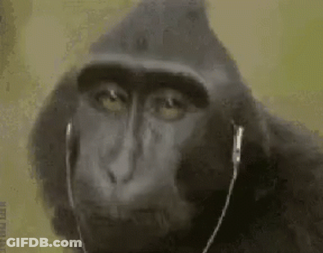 Funny Monkey Headset On GIF