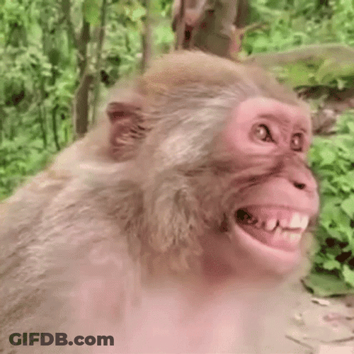 Funny Monkey Hilarious Laughing GIF