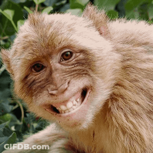 Funny Monkey Kiss Meme GIF