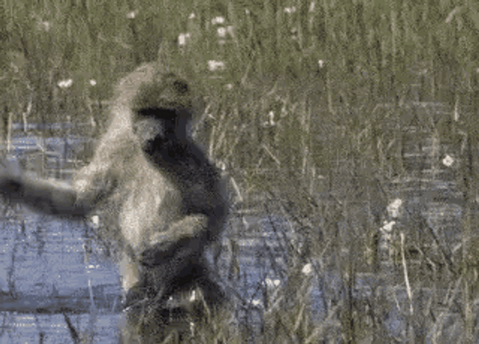 Funny Monkey Tip Toeing In Swamp GIF