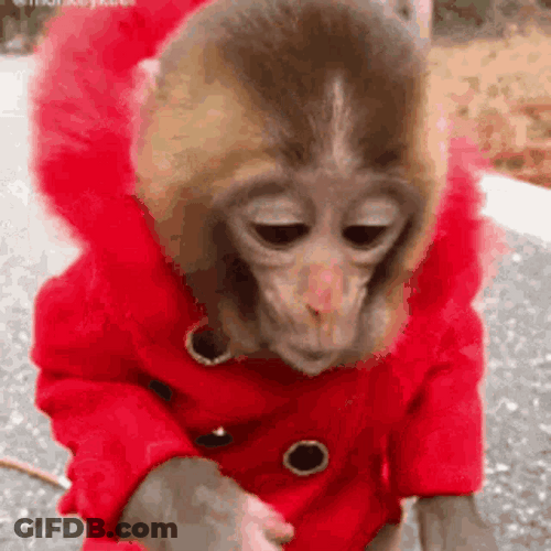 Funny Monkey Wearing Red Hoodie GIF