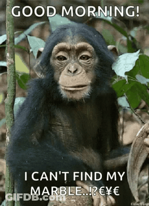 Funny Morning Baby Monkey Chewing GIF