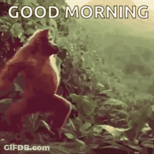 Funny Morning Dancing Orangutan GIF