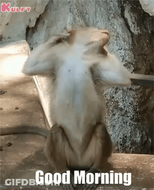 Funny Morning Lazy Monkey Stretching GIF