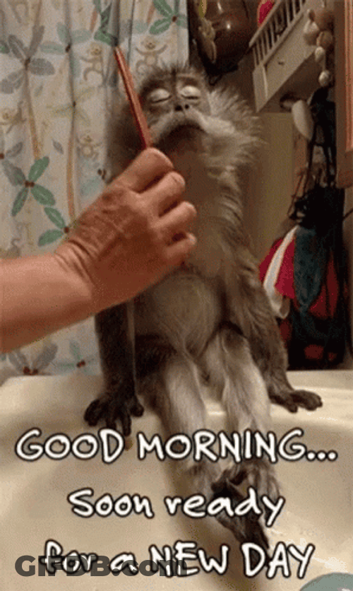 Funny Morning Monkey Getting Groomed GIF