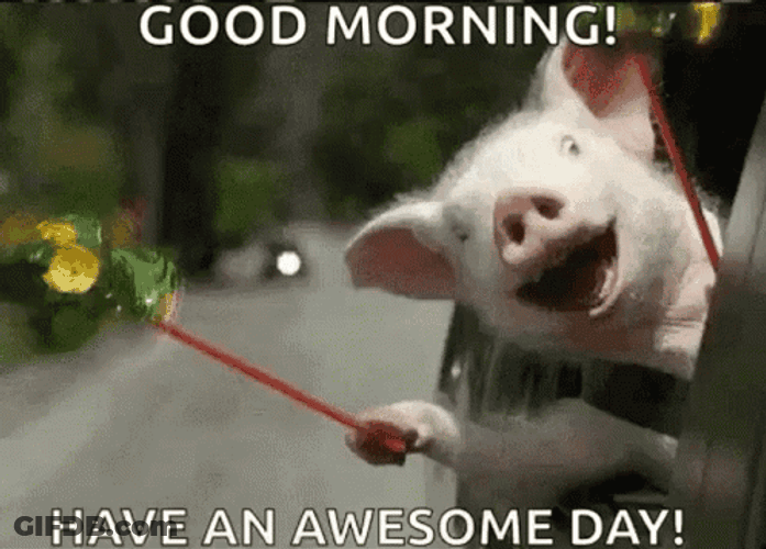 Funny Morning Piggy Having Fun GIF