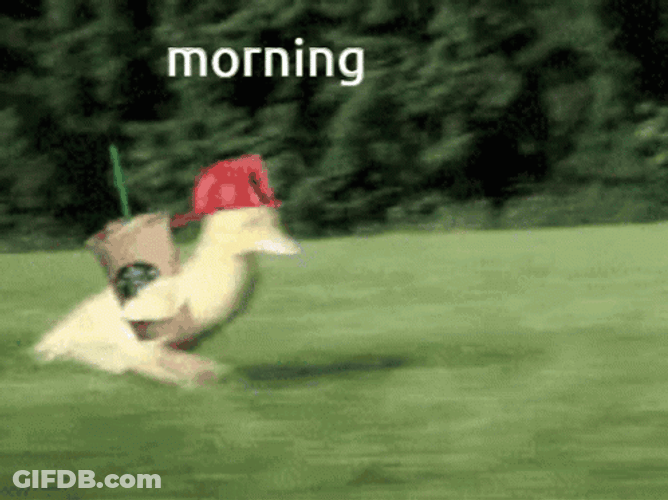 Funny Morning Speedy Duckling GIF