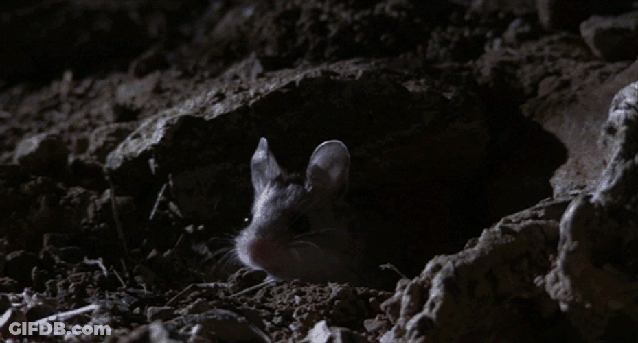 Funny Mouse I Have The Power GIF