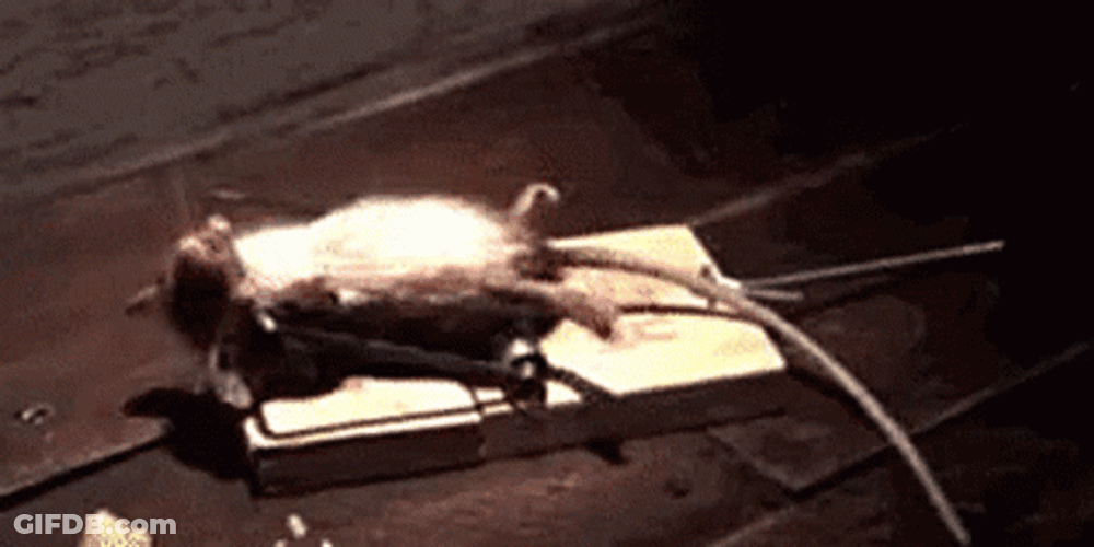 Funny Mouse Playing Dead GIF