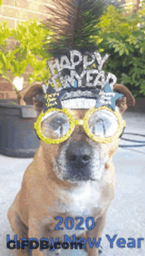 Funny New Year Dog With Mask Zooming In GIF