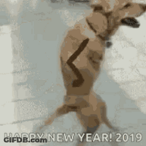 Funny New Year Standing And Dancing Dog GIF