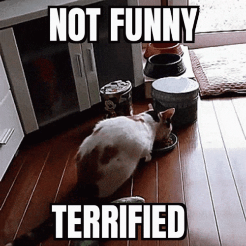 Funny No Terrified Cat GIF