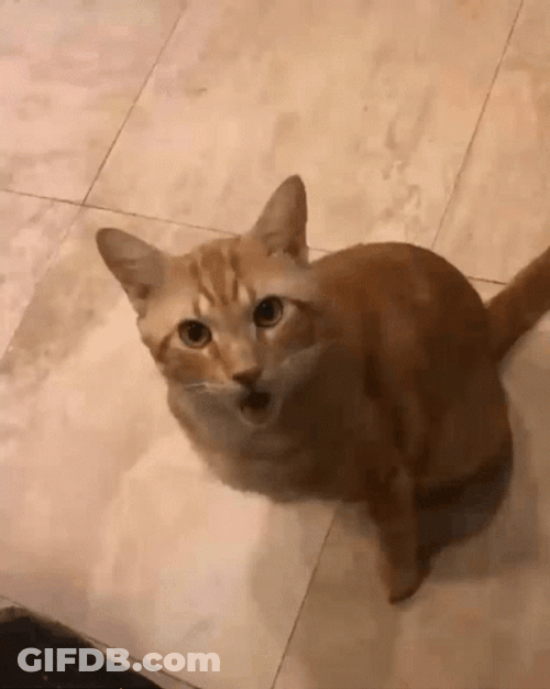 Funny Open-Mouthed Suprised Cat GIF