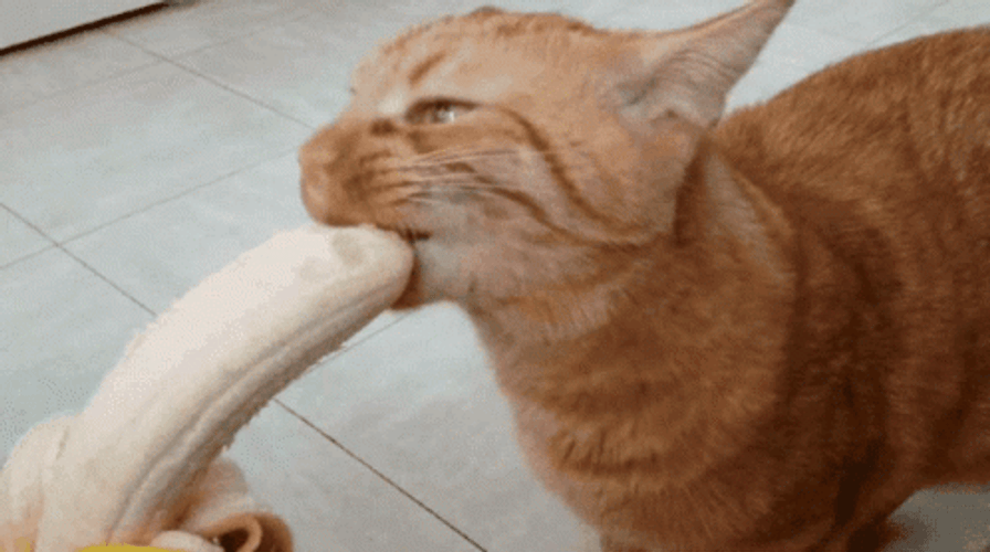 Funny Orange Cat Eating Banana GIF