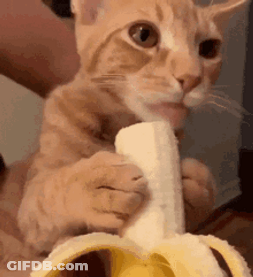 Funny Orange Cat Eating Banana GIF
