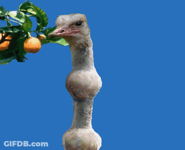 Funny Ostrich Gulp While Swallowing Orange GIF