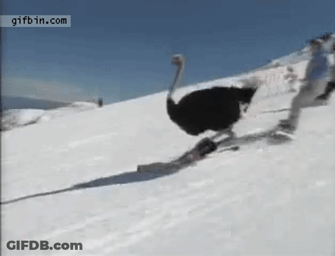 Funny Ostrich Skiing GIF