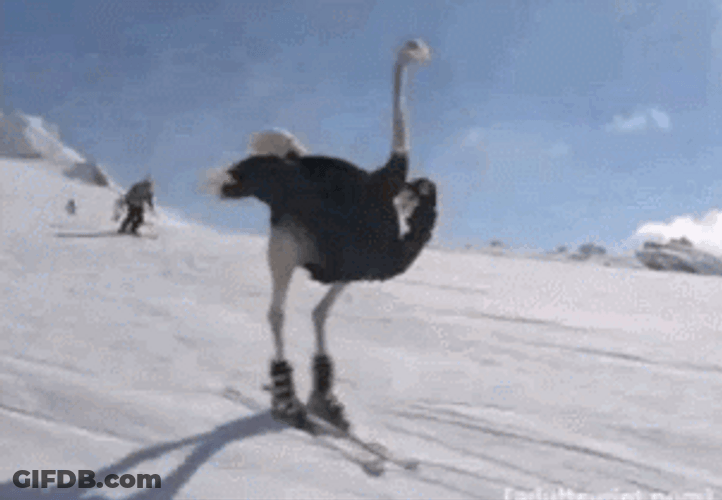 Funny Ostrich Skiing Stunt GIF
