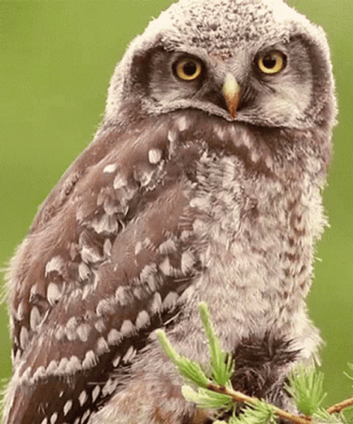 Funny Owl Winking GIF