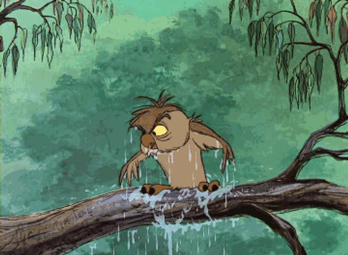 Funny Owl Wring Itself Dry GIF